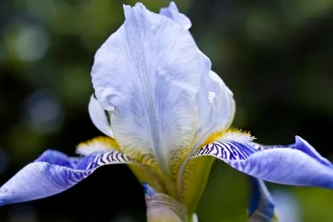 Iris Фото