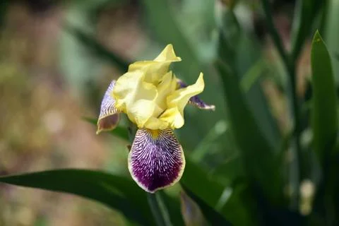 Iris Stock Photos