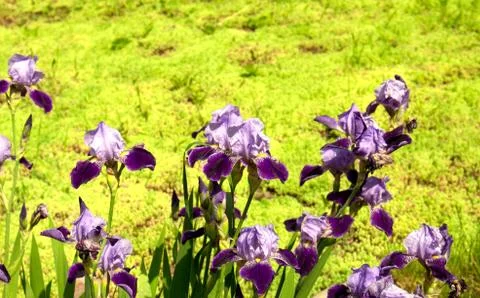 Iris Stock Photos
