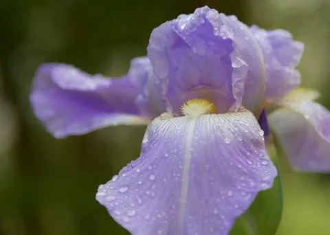 Iris 写真素材
