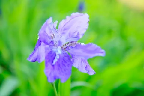 Iris Stock Photos