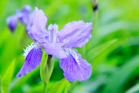 Iris Stock Photos