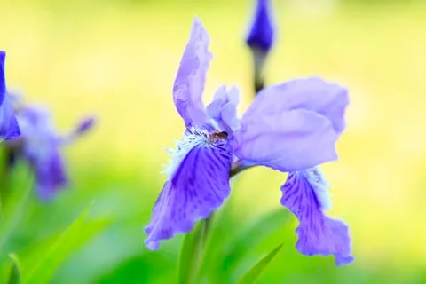 Iris Stock Photos