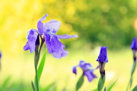 Iris Stock Photos