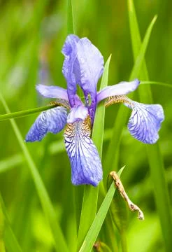 Iris Stock Photos