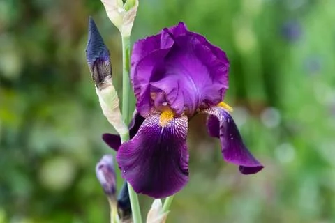 Iris Stock Photos