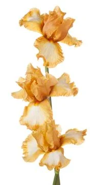 Iris Stock Photos