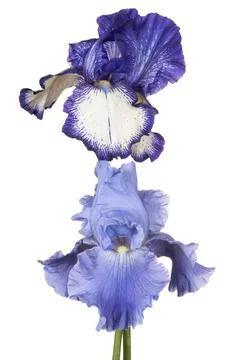Iris Stock Photos