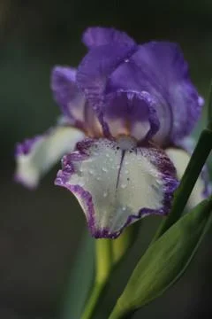 Iris Stock-Fotos