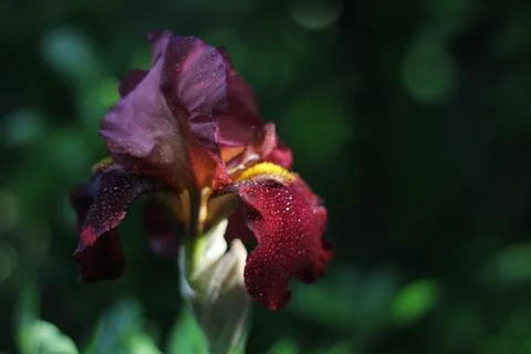 Iris 库存照片
