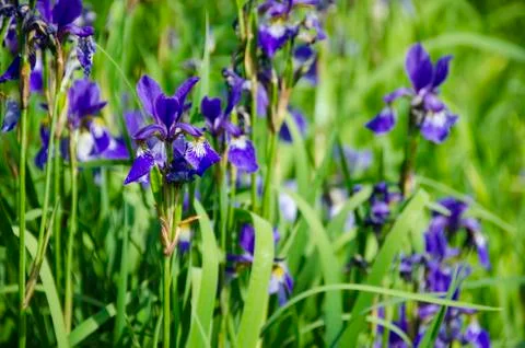 Iris plant Stock Photos
