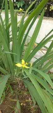 Iris Plant Stock Photos