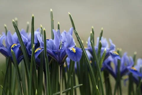 Iris primrose. spring blue flowers. beautiful background. Stock Photos