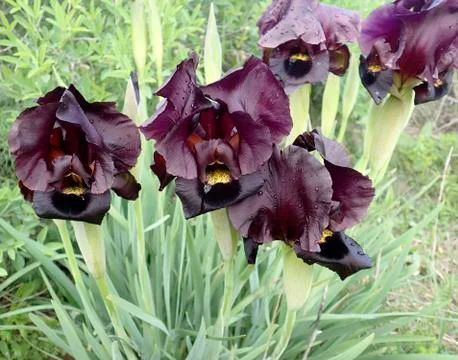 Iris in the protected natural area after the rain Stock Photos
