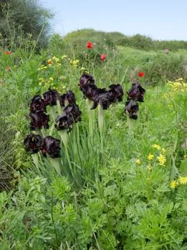 Iris in the protected natural area Foto stock