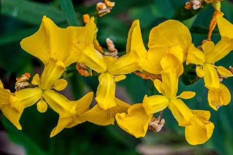 Iris pseudacorus from above 스톡 사진