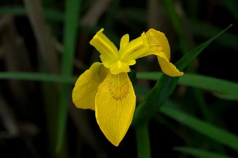 Iris pseudacorus, also known as yellow iris. Stock Photos