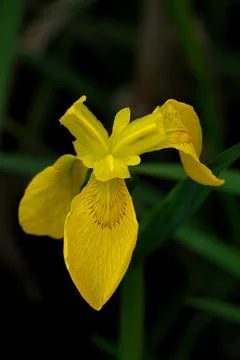 Iris pseudacorus, also known as yellow iris. Stock Photos