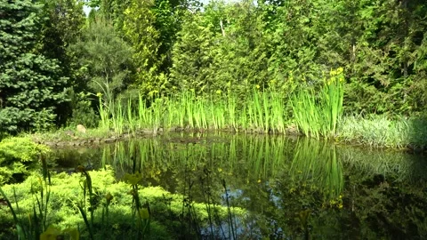 Iris pseudacorus  on banks of garden pond. Reflection yellow flowers in pond. Stock Footage 196208283