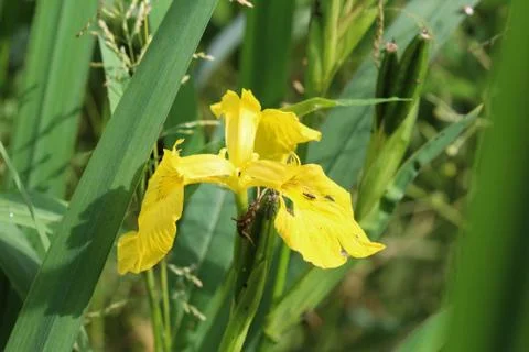 Iris pseudacorus flower also known as yellow flag, yellow iris, water flag. B Foto stock
