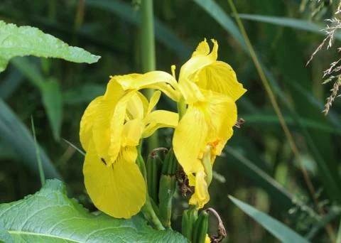 Iris pseudacorus flower also known as yellow flag, yellow iris, water flag. B Foto stock