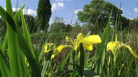 Iris pseudacorus, paleyellow iris blooming in reedland + summer breeze Stock Footage 44649236
