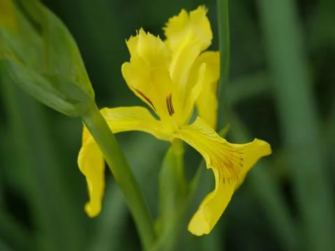 Iris pseudacorus Foto stock
