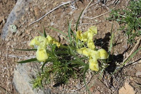 Iris pseudacorus, theyellow flag,yellow iris, orwater flag Foto stock