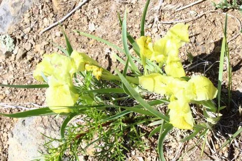 Iris pseudacorus, theyellow flag,yellow iris, or water flag Stock Photos