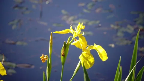 Iris pseudacorus yellow flag, yellow iris, water flag, Stock Footage 87633548