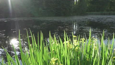 Iris pseudacorus yellow flag, yellow iris, water flag, Stock Footage 102221006
