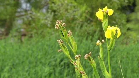 Iris pseudacorus (yellow flag, yellow iris, water flag) is species of floweri Stock Footage 118905516