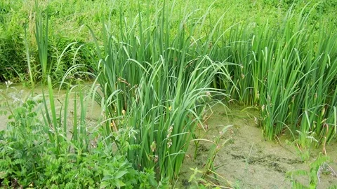 Iris pseudacorus, yellow flag, yellow iris, or water flag, is a species of Stock Footage 336089482