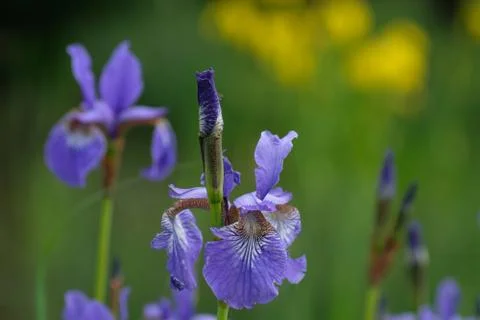 Iris pseudacorus (yellow flag, yellow iris, water flag) Photos