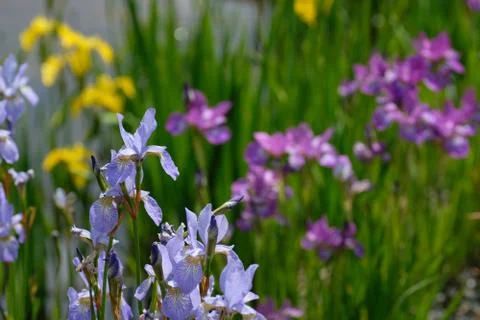 Iris pseudacorus (yellow flag, yellow iris, water flag) Stock Photos