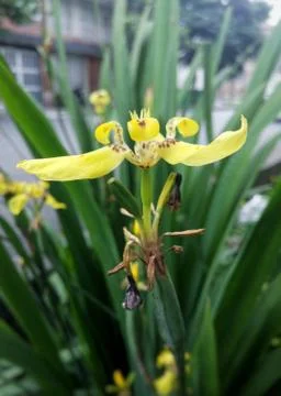 Iris pseudacorus, yellow iris flower with vegetation background Stock Photos