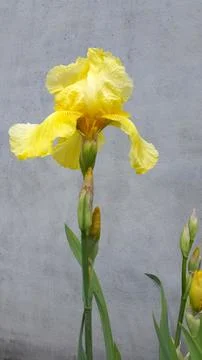 Iris pseudacorus. Yellow iris flower. Yellow iris flower on a gray background Stock Photos