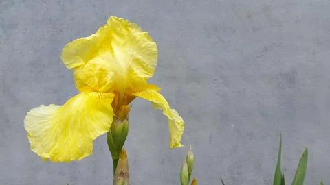 Iris pseudacorus. Yellow iris flower. Yellow iris flower on a gray background Stock Photos