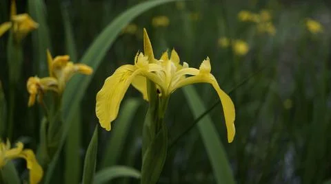 Iris Pseudocorus, or water flag. Acquatic Plant and Flower Stock Photos