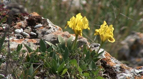 Iris pumila flower Stock Footage 48577748