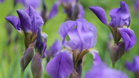 Iris purple Stock Footage 106247074