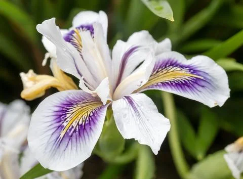 An Iris with purple patterned petals in Holehird Gardens in Windermere, Lake  Stock Photos