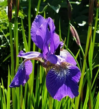 Iris purple. Stock Photos