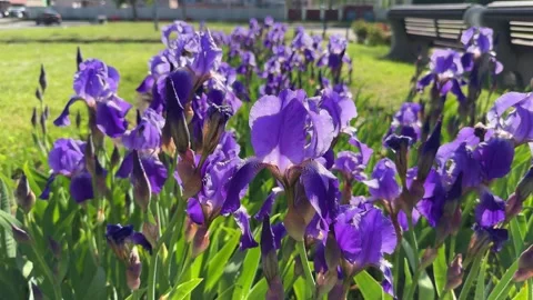 Iris purple spring flower in the city park Stock Footage 277608703