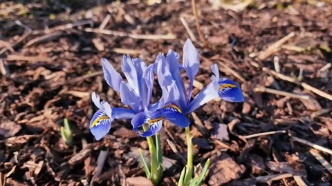 Iris reticulata 'Alida' Stock Footage 188759165