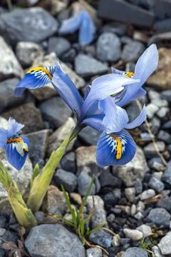 Iris Reticulata 'Harmony' Stock Photos