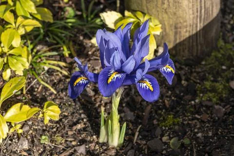 Iris Reticulata 'Harmony' 스톡 사진
