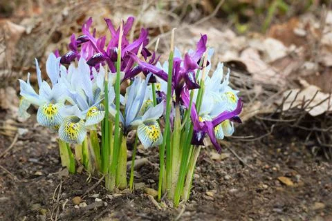 Iris reticulata - Netted Iris, multicolored spring flowers Stock Photos