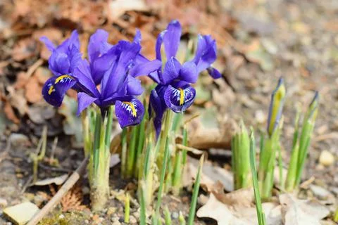 Iris reticulata - Netted Iris 스톡 사진