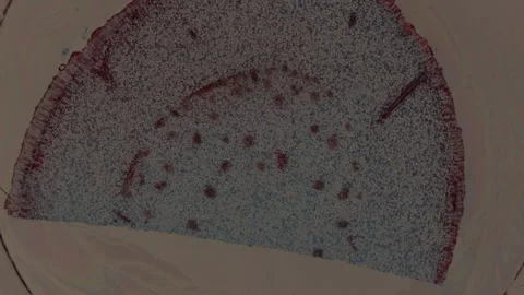 Iris root transverse tissue Stock Footage 292281042